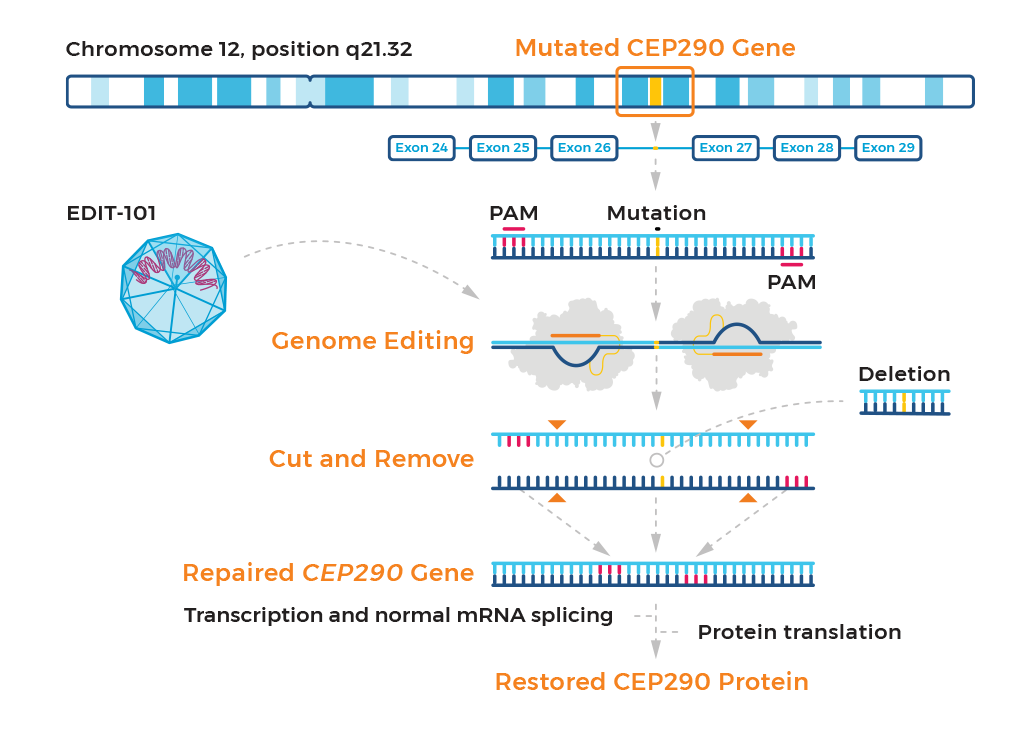 Chart showing gene editing of the CEP290 gene.