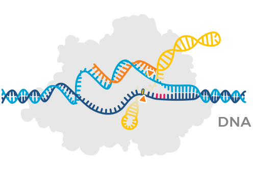 Nuclease: a protein that edits DNA.