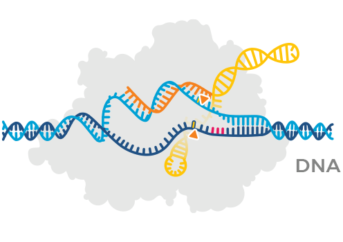 Nuclease: a protein that edits DNA.