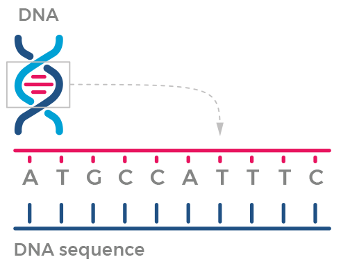 Chain of DNA broken out into sequence.