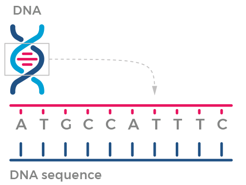 Chain of DNA broken out into sequence.