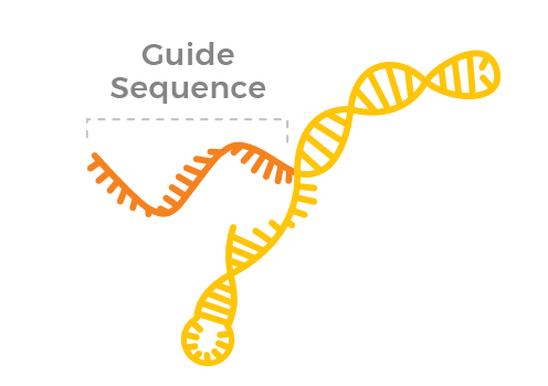 Guide RNA: a molecule that shows the nuclease where to edit.