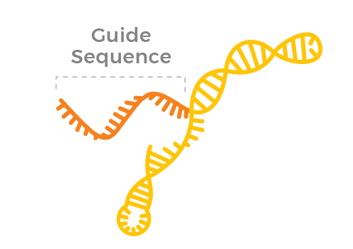 Guide RNA: a molecule that shows the nuclease where to edit.