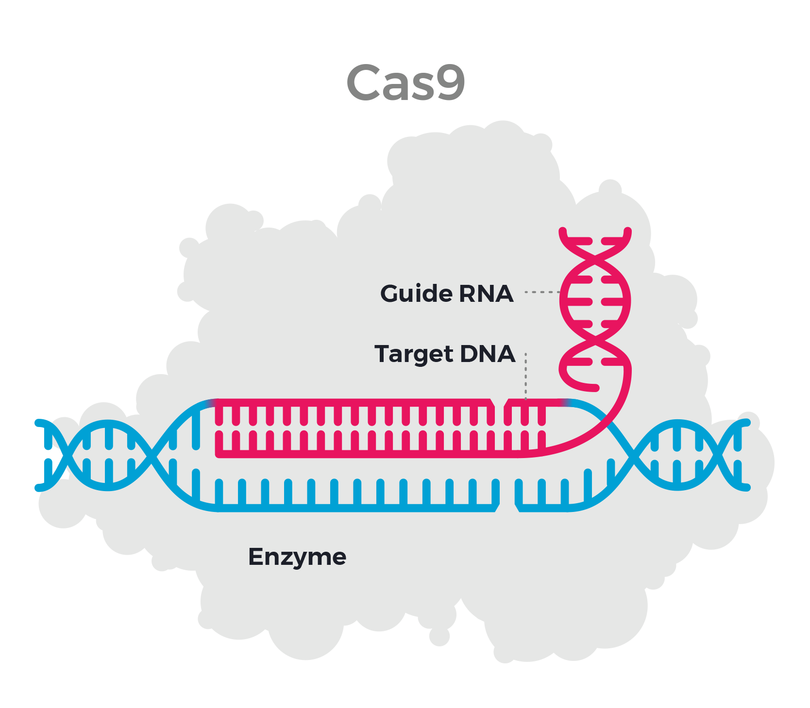 Illustration of Cas9