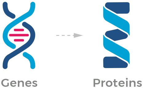 Illustrations of genes and proteins